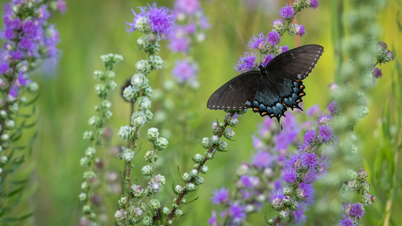 Черная бабочка сидит на фиолетовом цветке