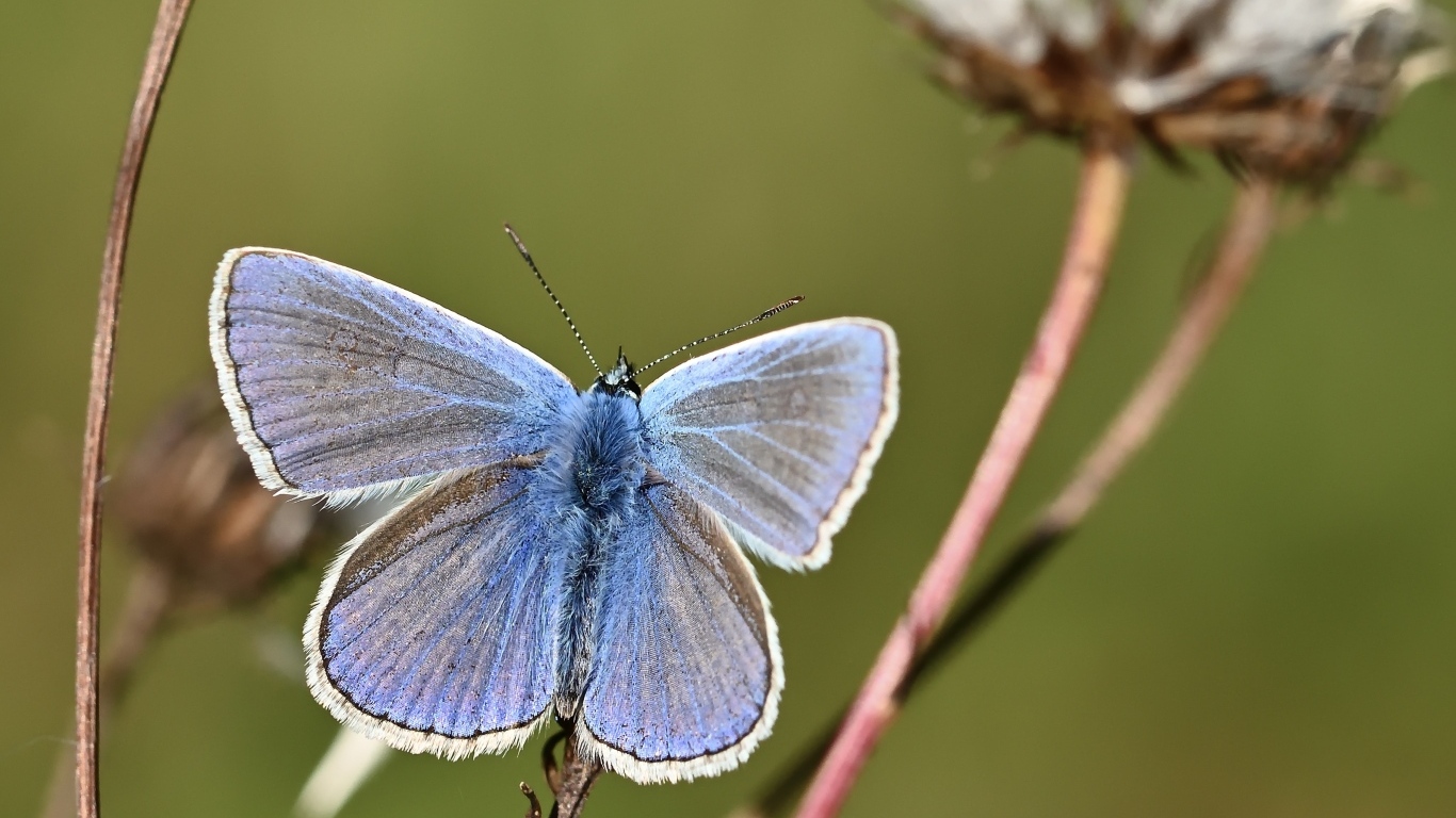 Голубая бабочка сидит на сухой траве