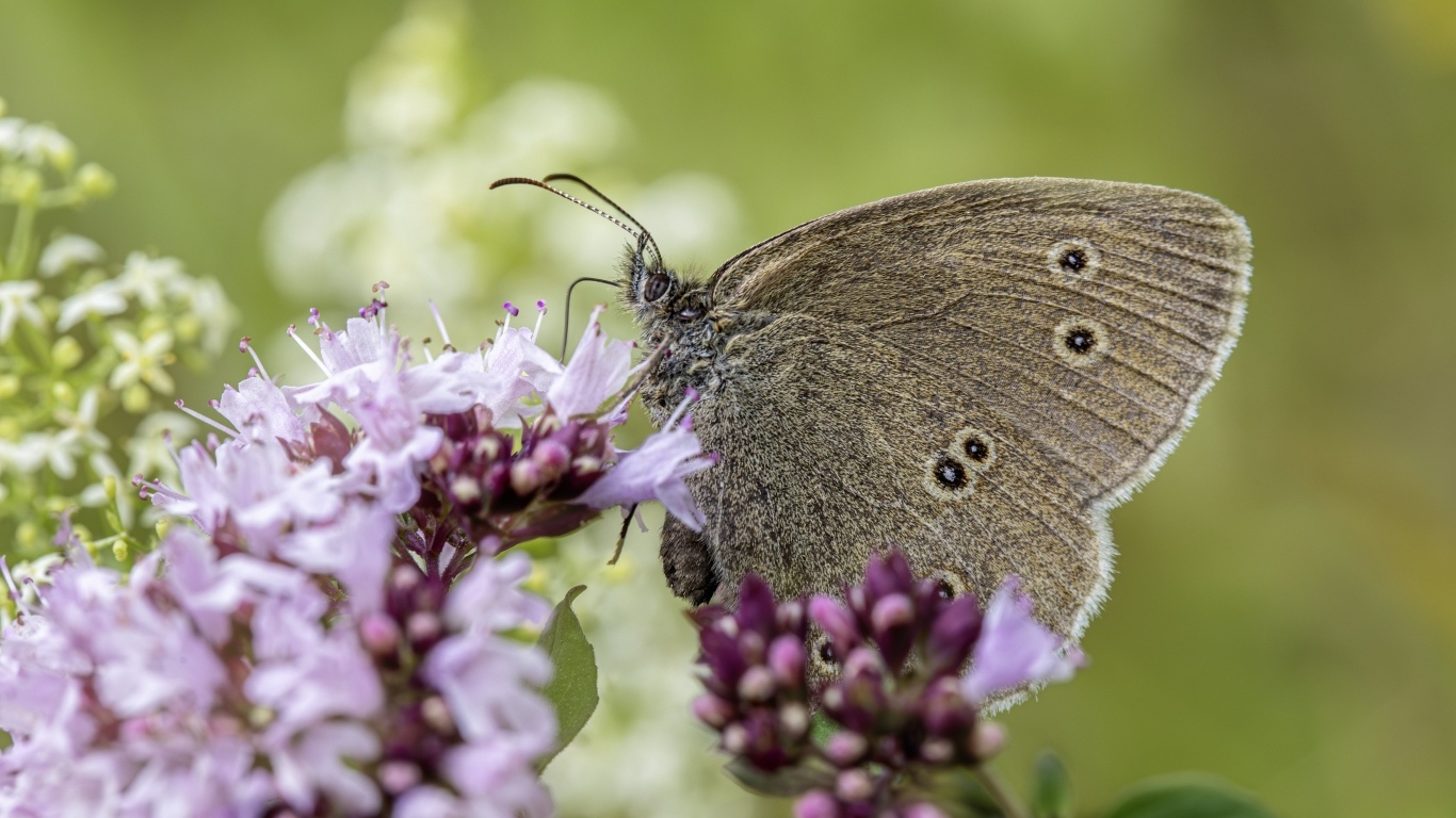 Коричневая бабочка сидит на сиреневом цветке