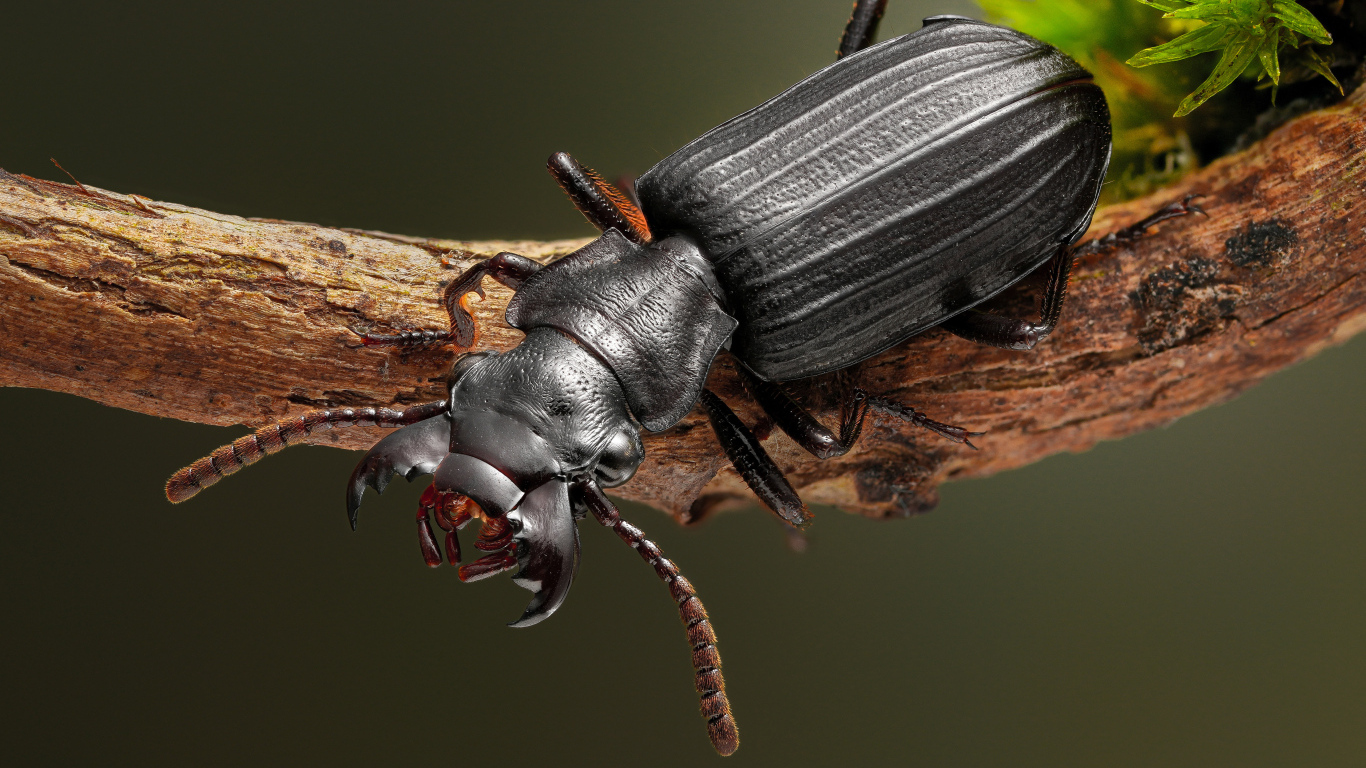 Большой черный жук сидит на ветке крупным планом