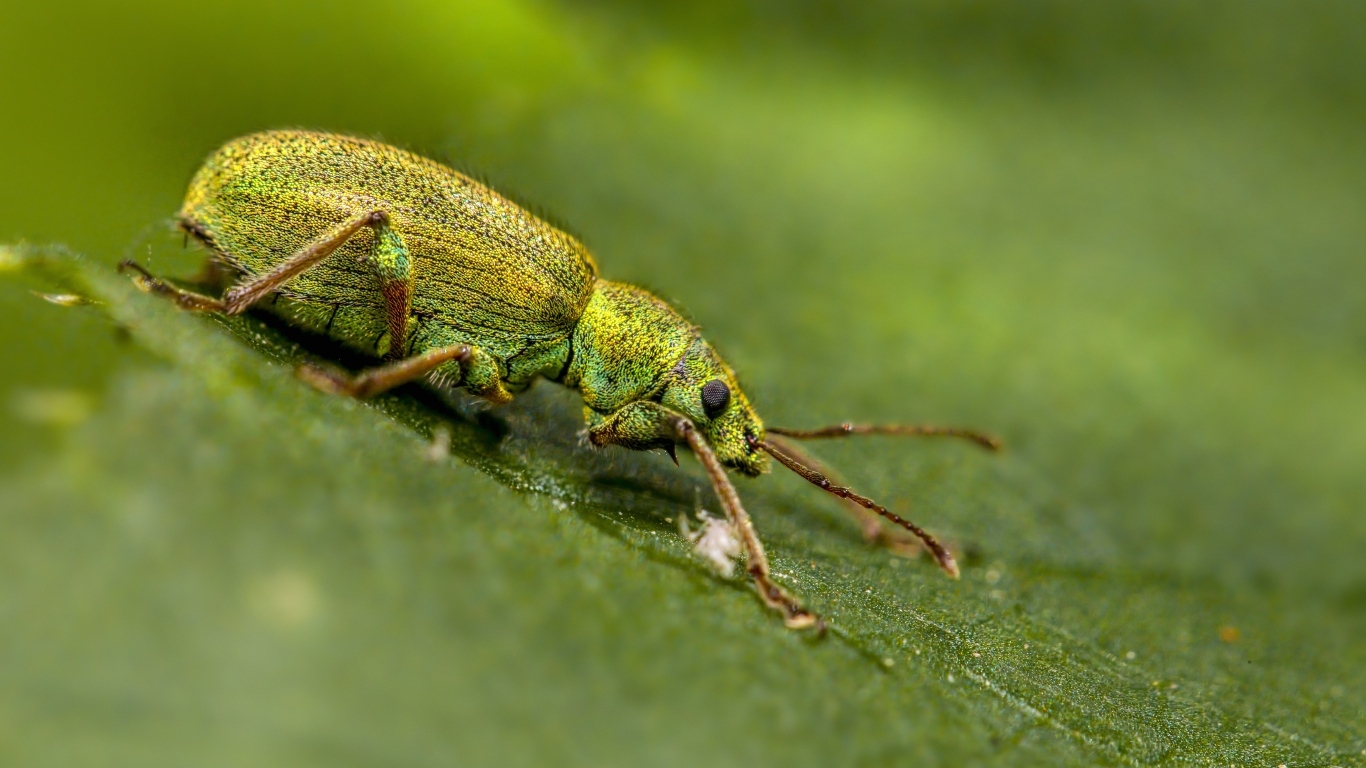 Большой зеленый жук на листке крупным планом