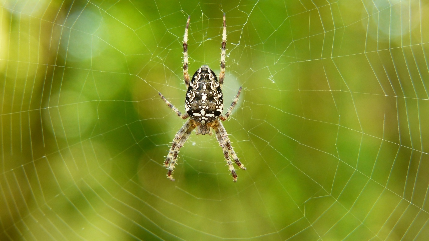 Большой паук на паутине крупным планом