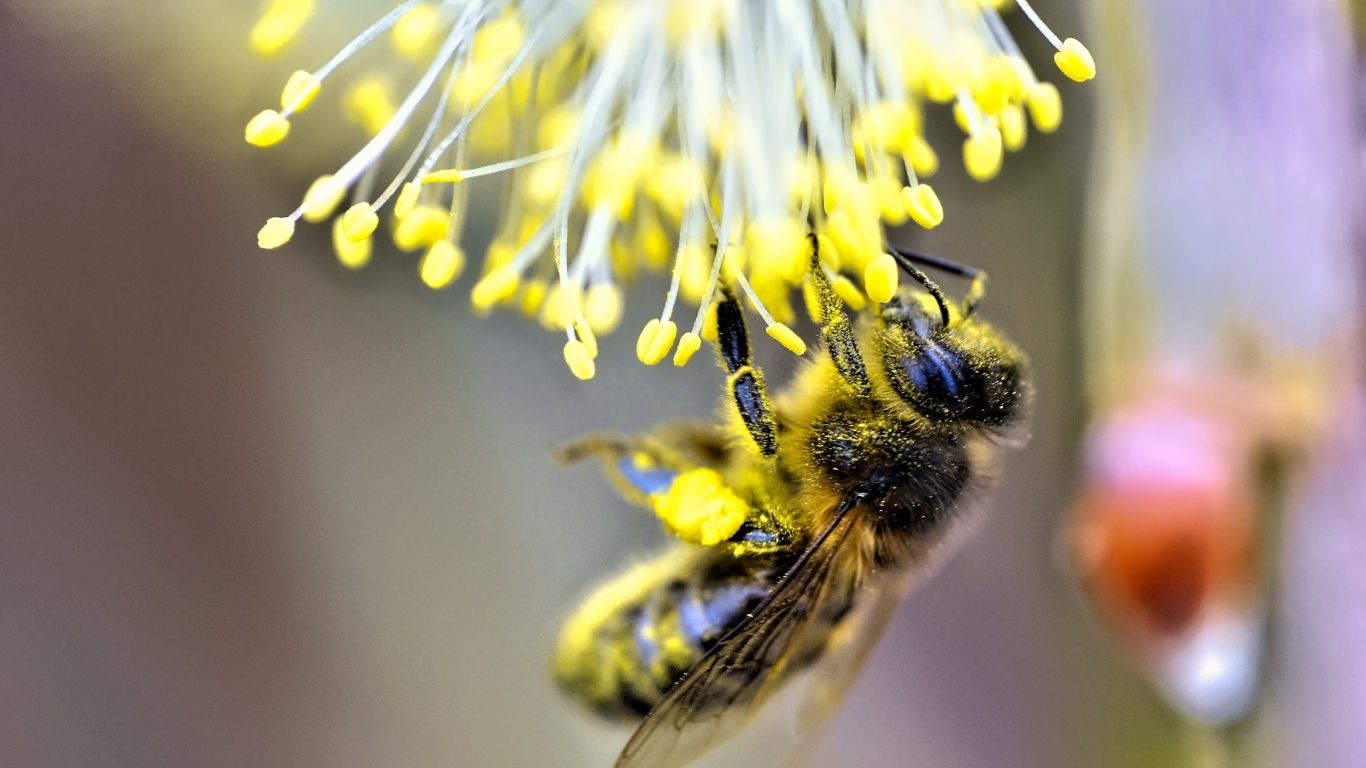 Маленькая пчела собирает пыльцу на цветке