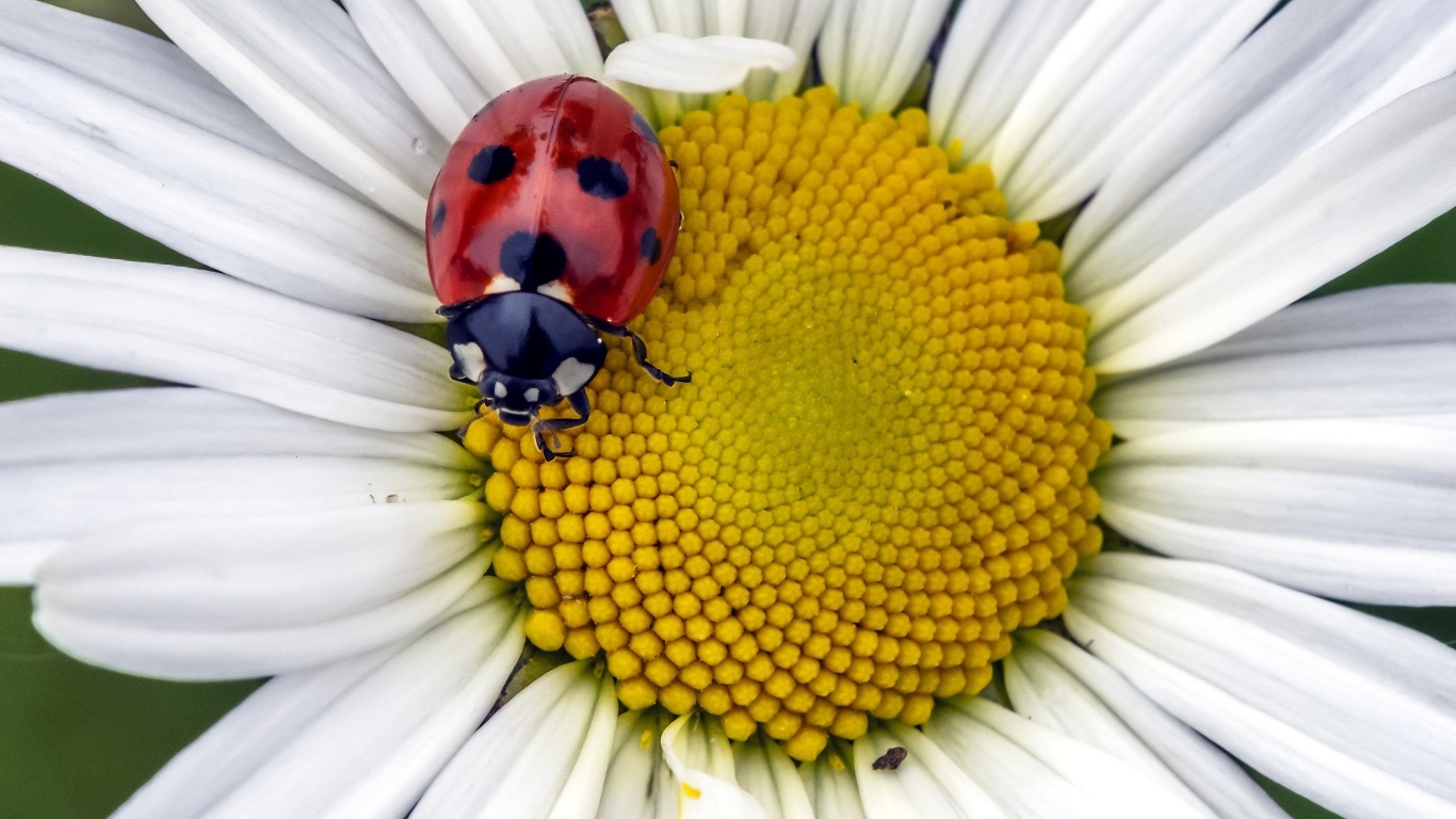 Красная божья коровка на белом цветке ромашки