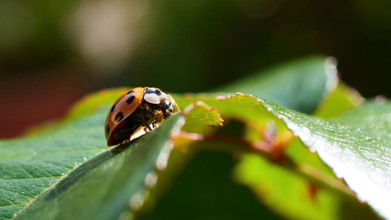 Пятнистая красная божья коровка на зеленом листке