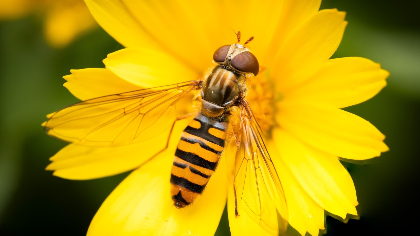 Жужжалка сидит на желтом цветке