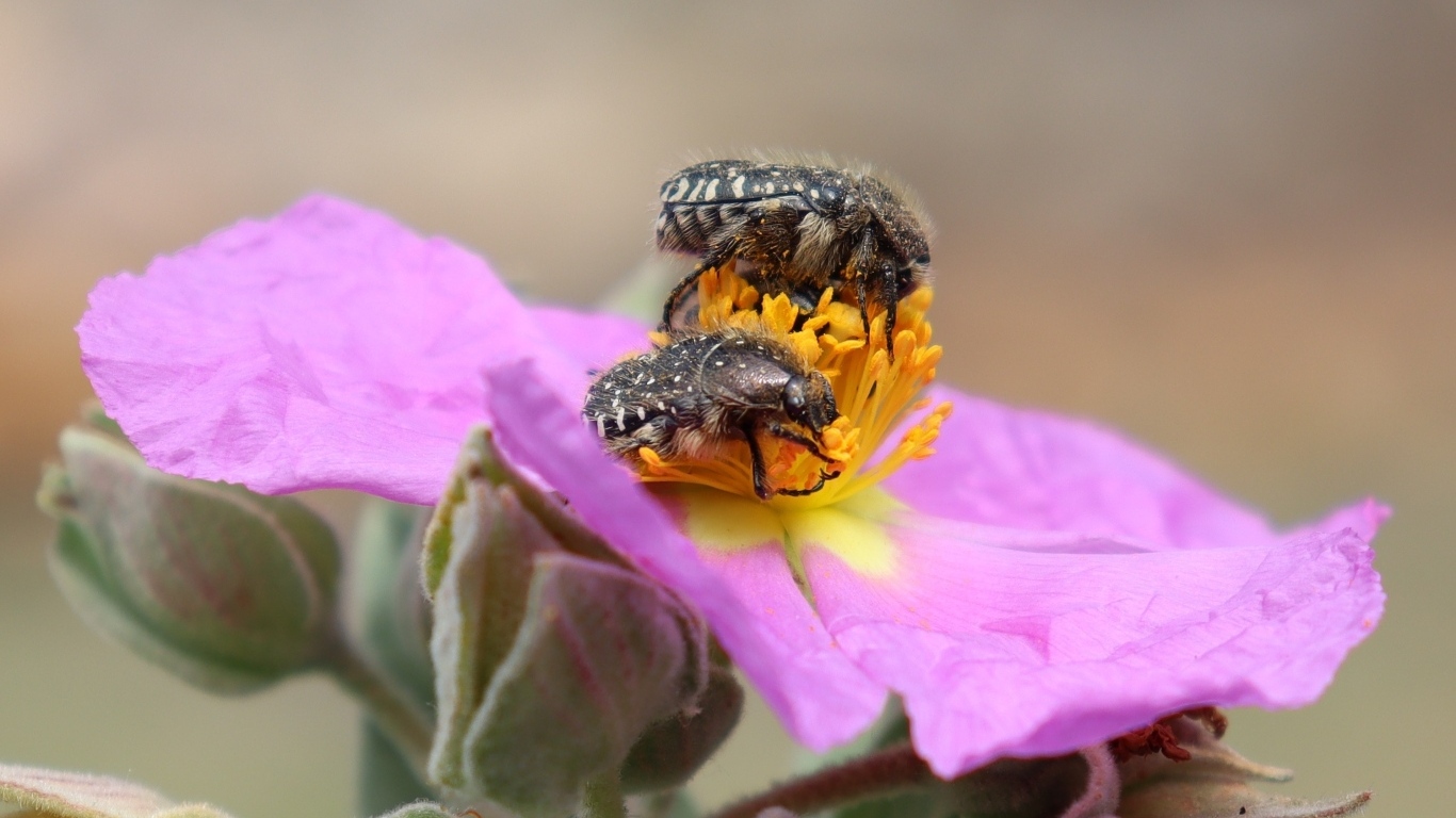 Два черных жука на розовом цветке