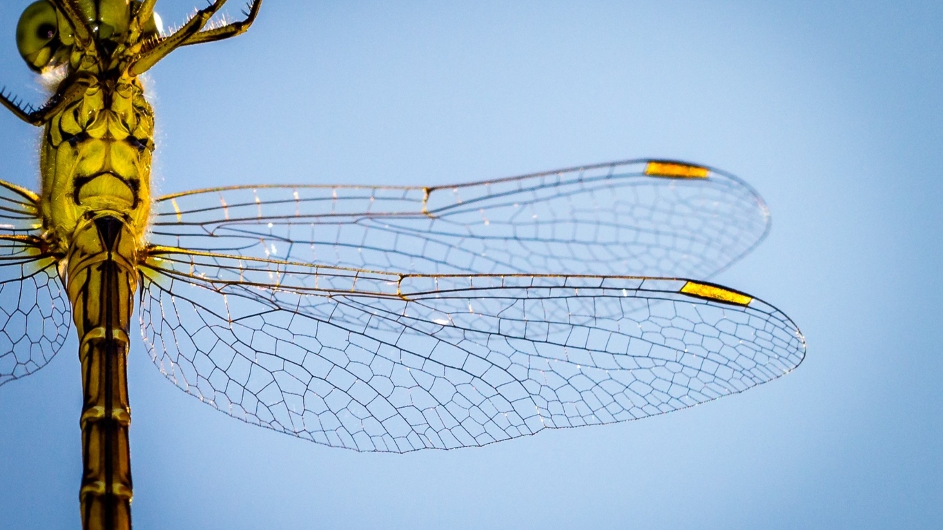 Два прозрачных крыла у большой стрекозы на голубом фоне
