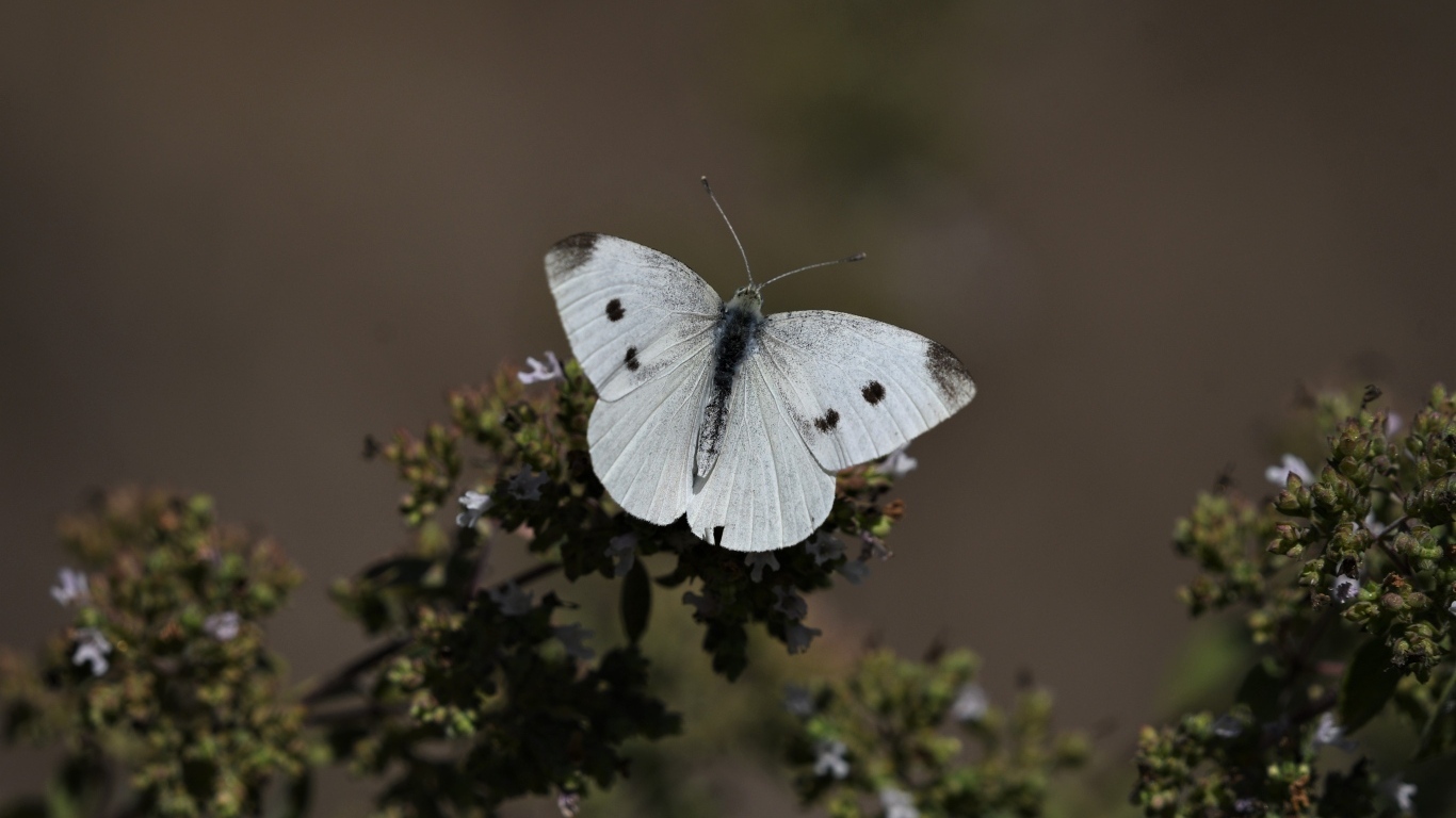 Белая бабочка капустница сидит на растении