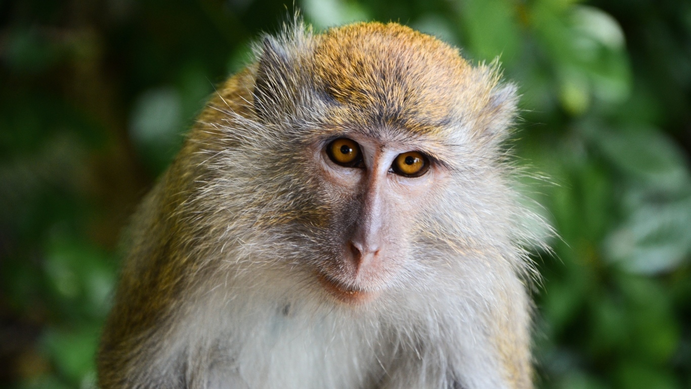 Взгляд большой макаки вблизи