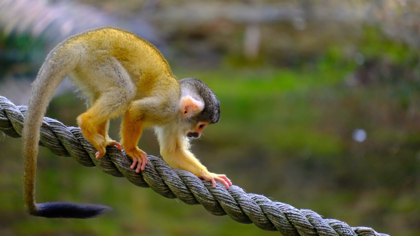 Маленькая обезьянка на канате