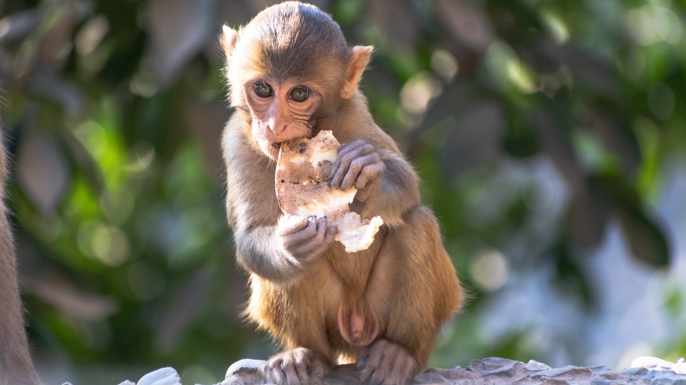 Маленькая обезьянка с едой