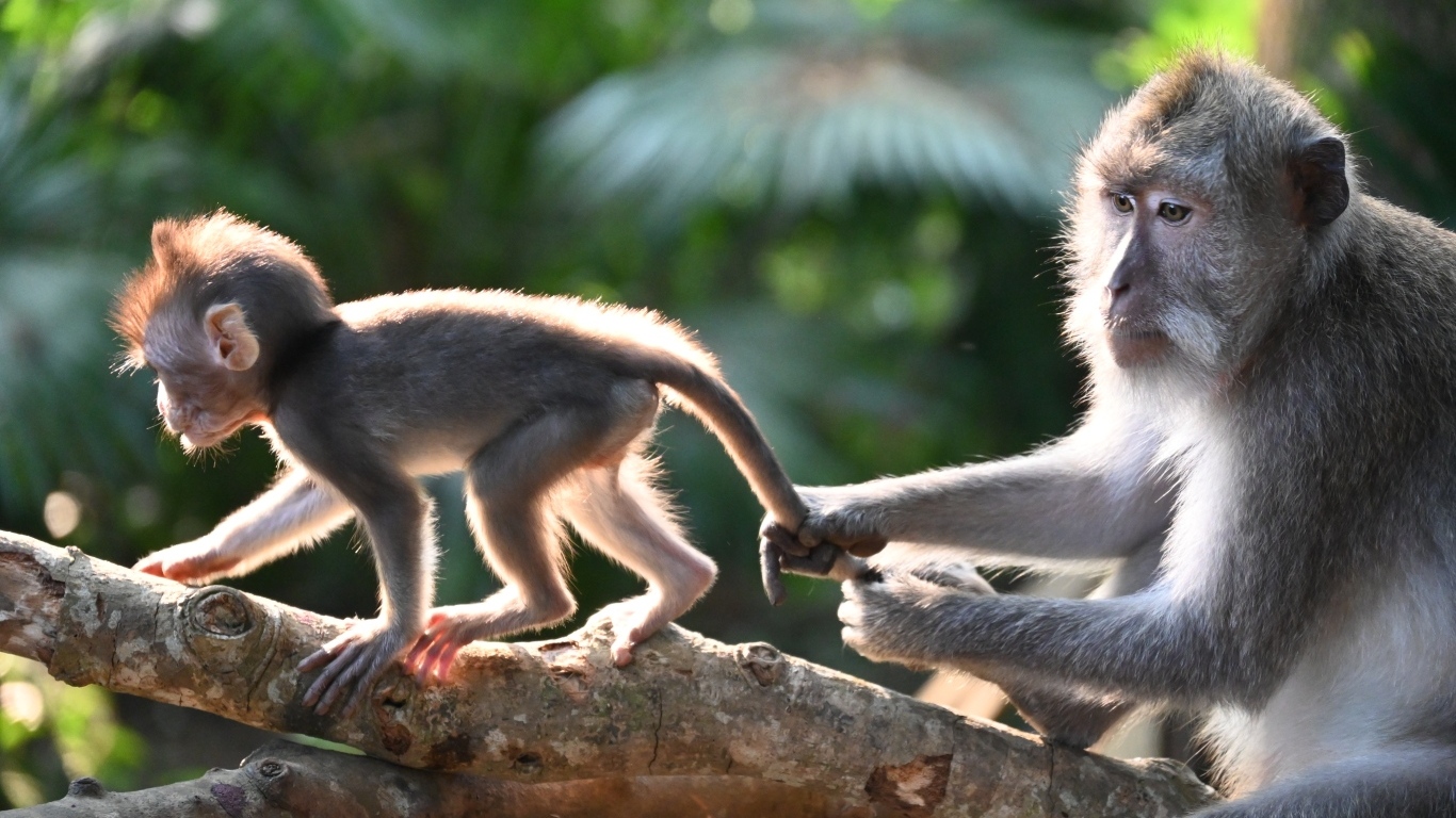 Макака с детенышем на ветке дерева