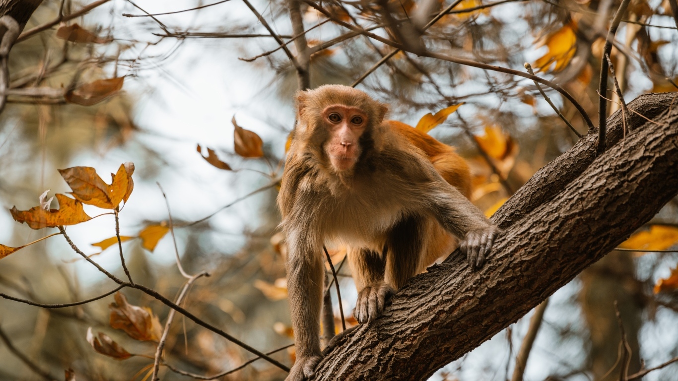 Обезьяна на дереве в ветках