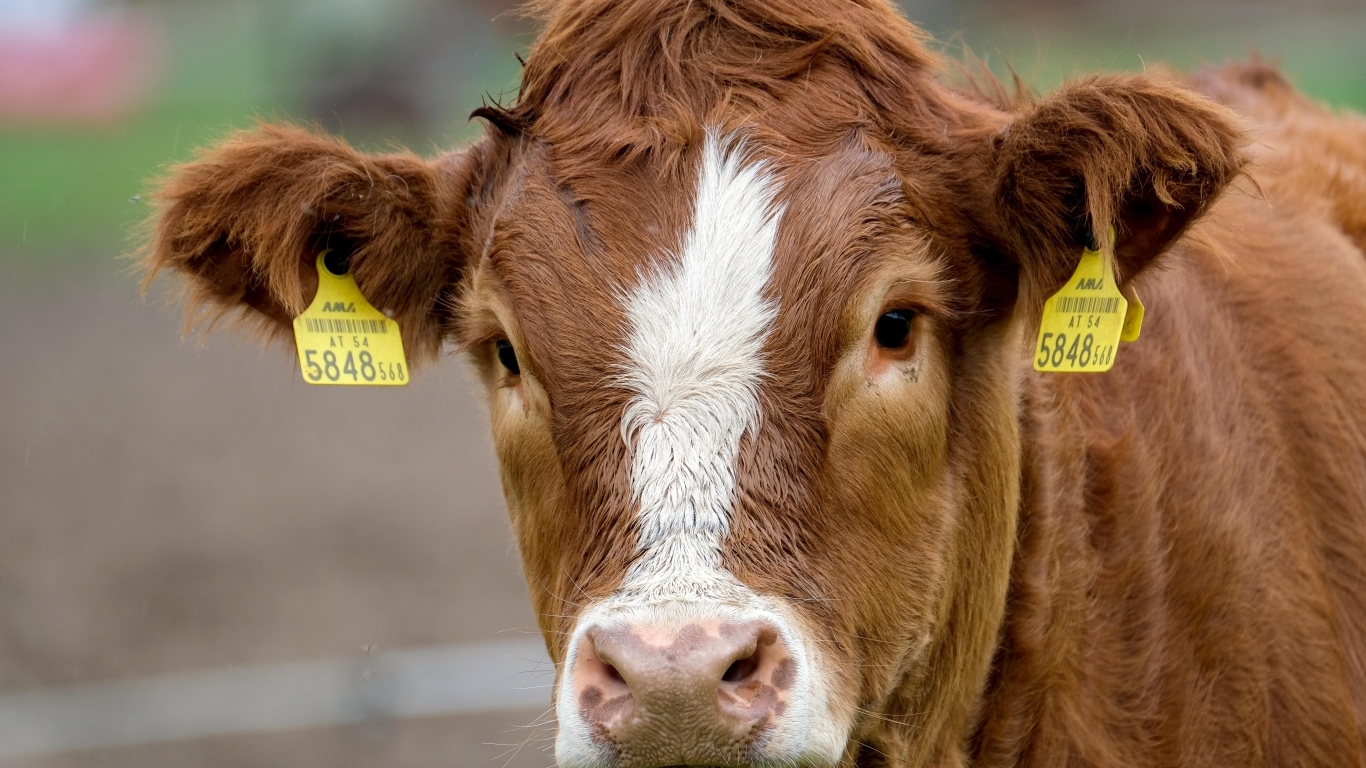 Большая коричневая корова на ферме