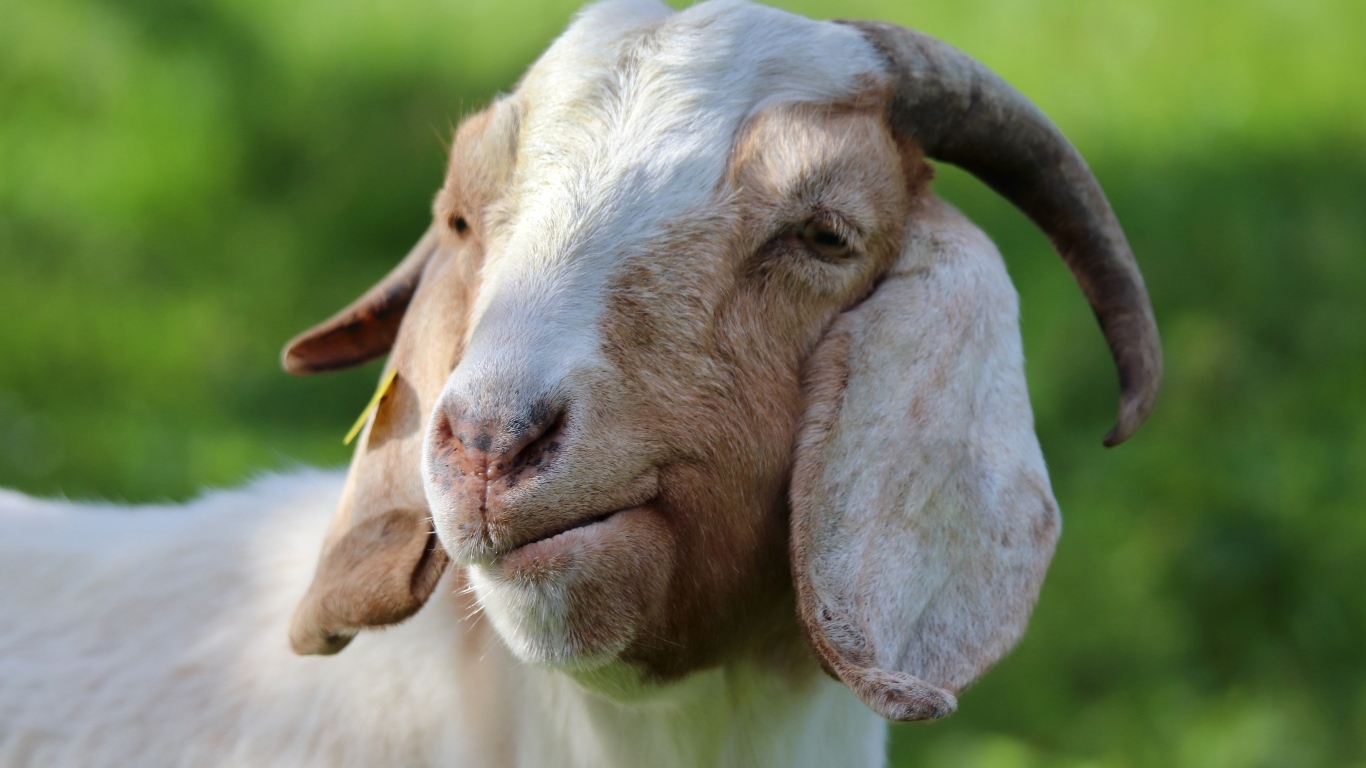 Большая рогатая коза с длинными ушами