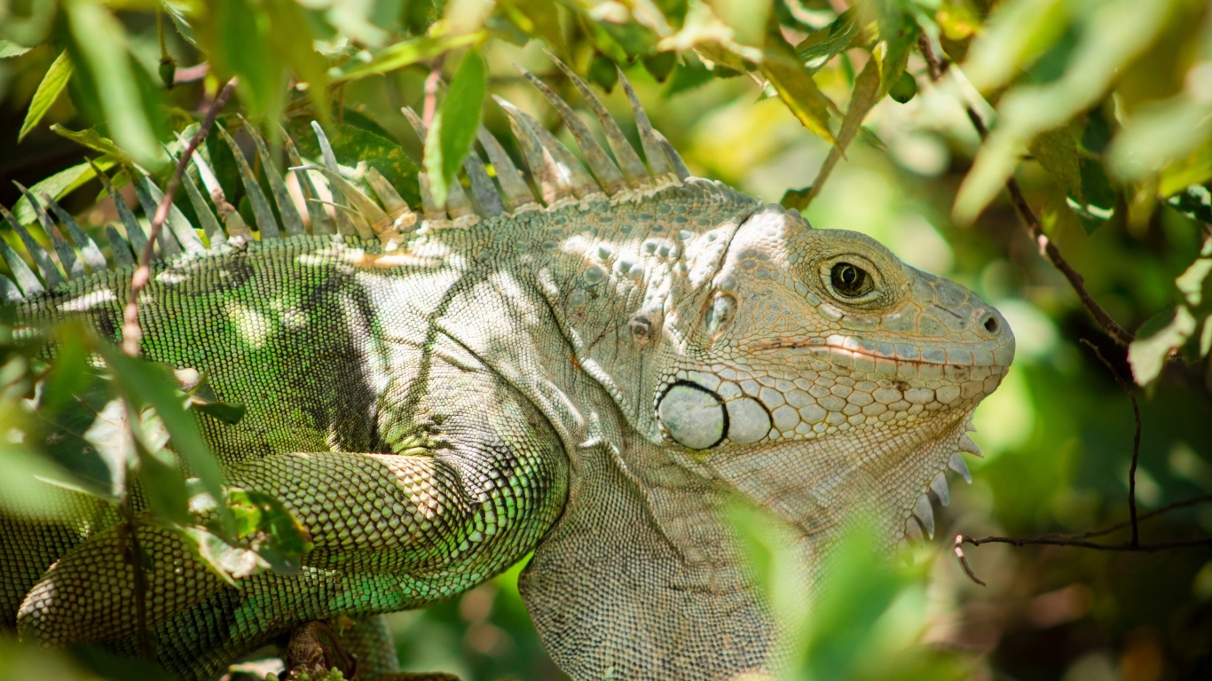 Большая зеленая игуана сидит в ветках дерева