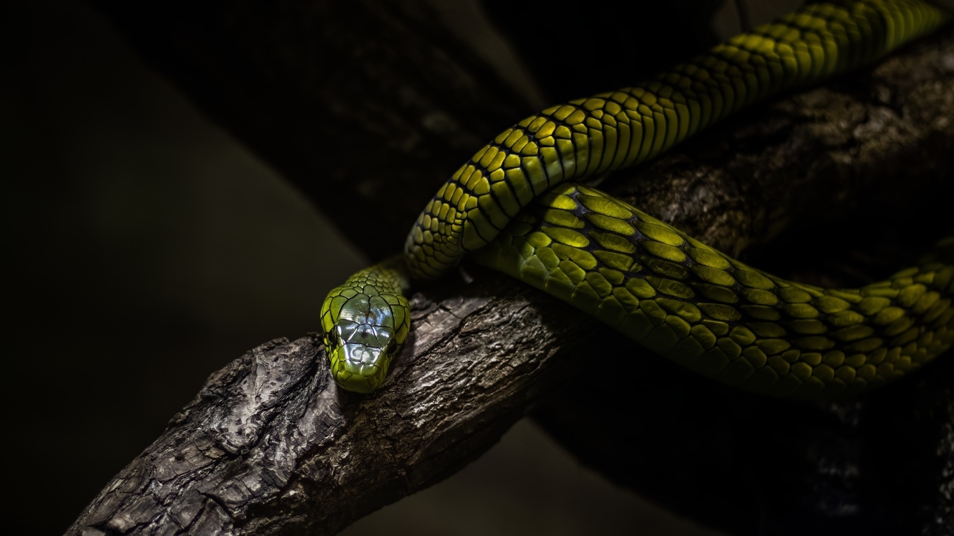 Красивая зеленая змея на ветке