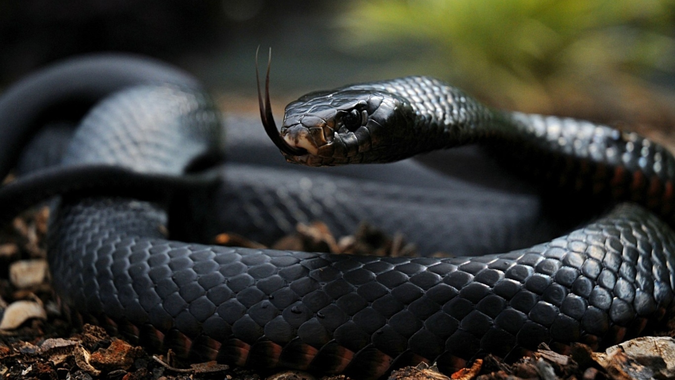 Черная змея с высунутым языком