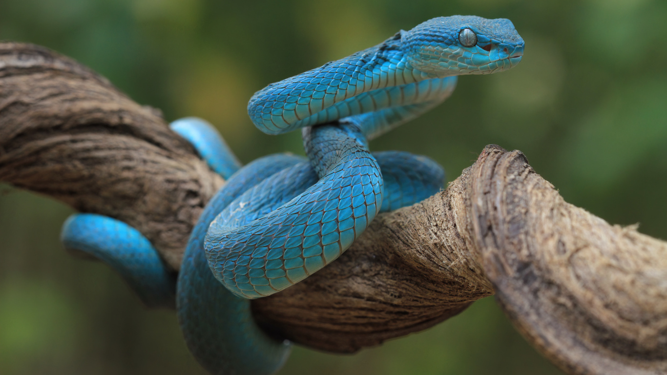 Голубая змея висит на ветке дерева