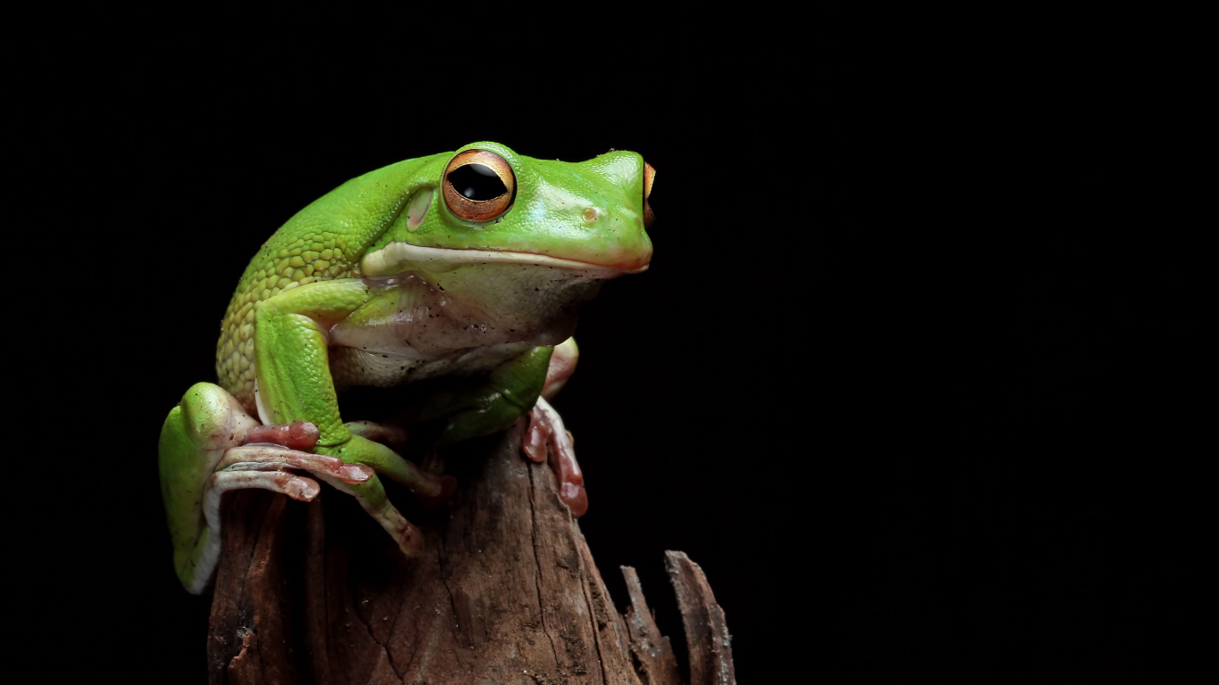 Зеленая лягушка сидит на сухой ветке 