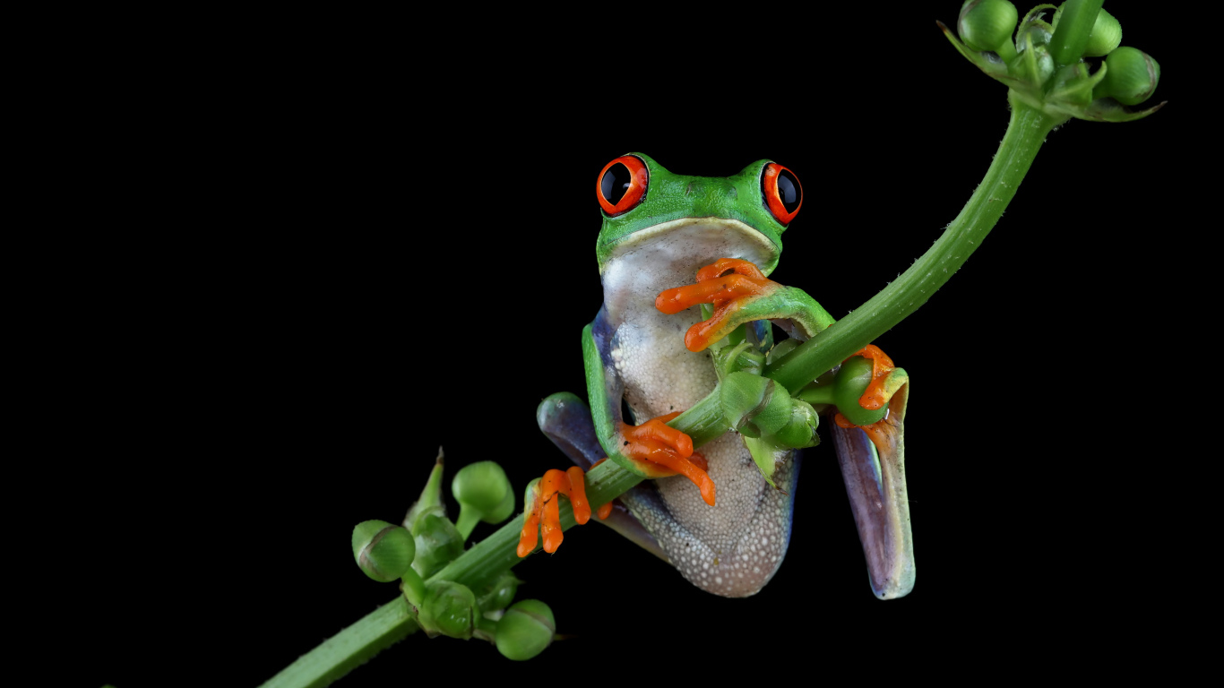 Зеленая лягушка с красными глазами висит на ветке