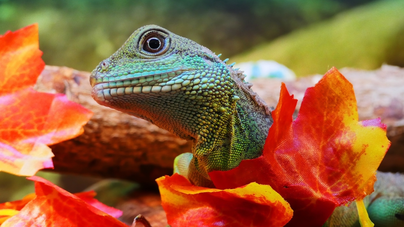 Зеленая ящерица в оранжевых листьях