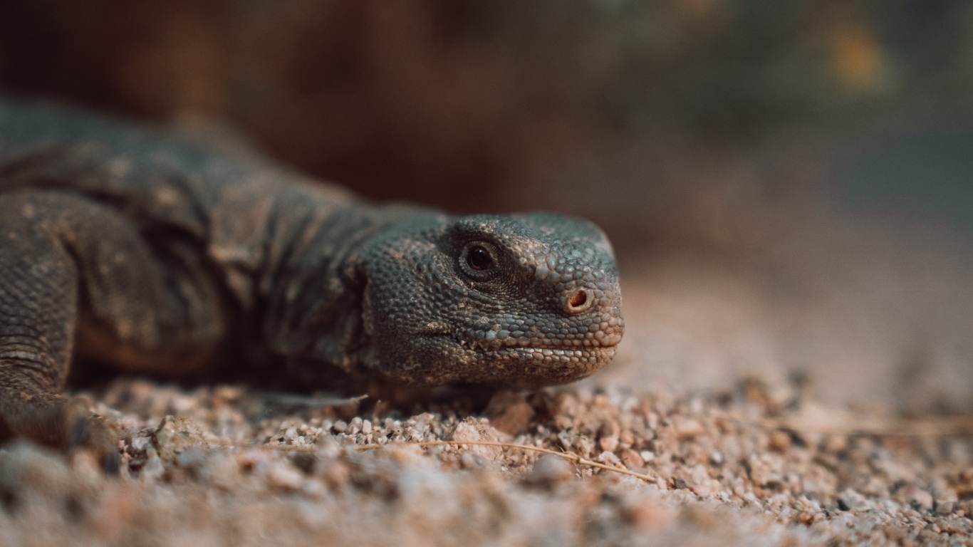 Дракон комодо на земле 