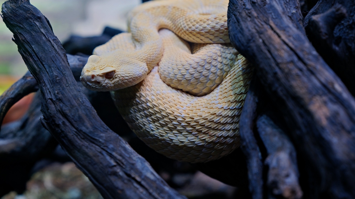 Большая западная гремучая змея в ветках