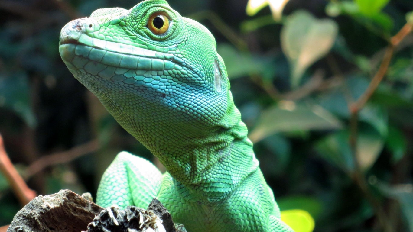 Большая зеленая ящерица в террариуме