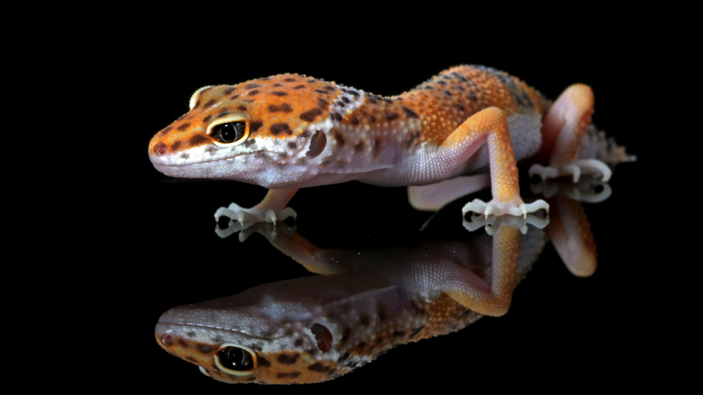 Леопардовый геккон крупным планом в отражении на черном фоне