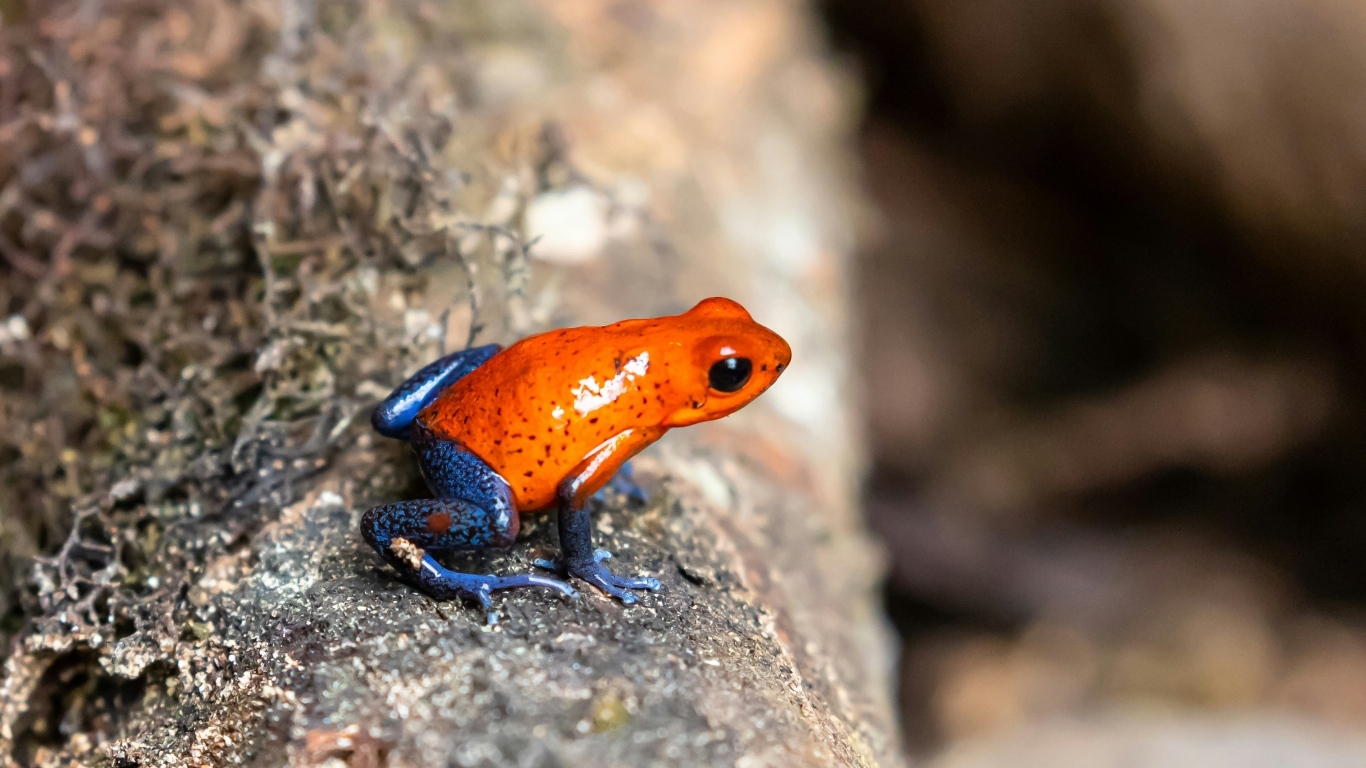 Красная лягушка с синими лапками  на камне