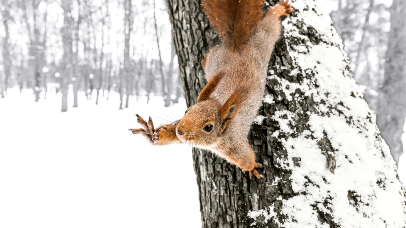Белка на заснеженном дереве в лесу