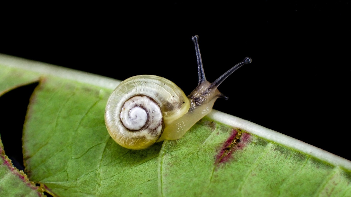 Маленькая улитка сидит на зеленом листке