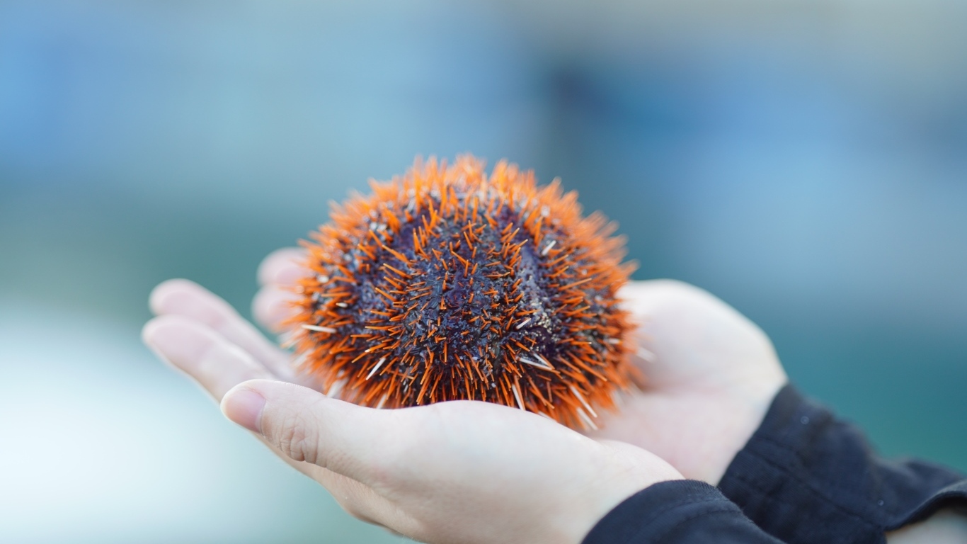Морской еж в ладонях