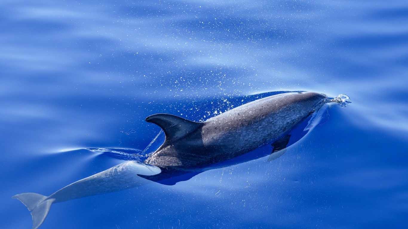 Дельфин плывет в воде в море