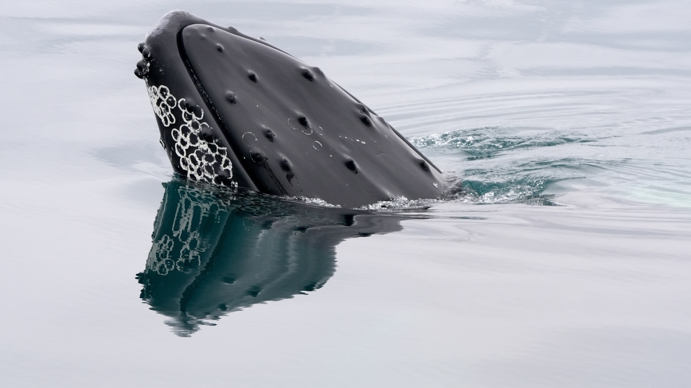 Большой кит в воде