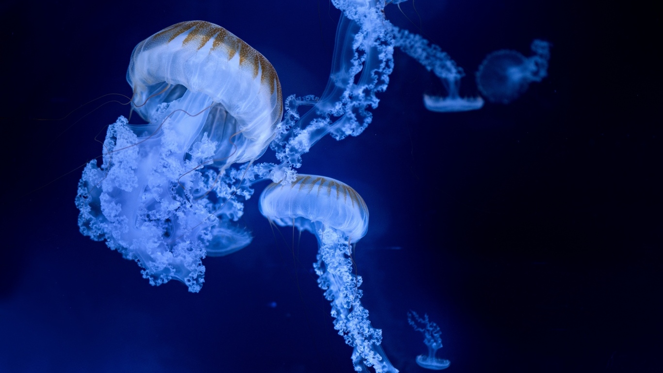 Голубые медузы на синем фоне