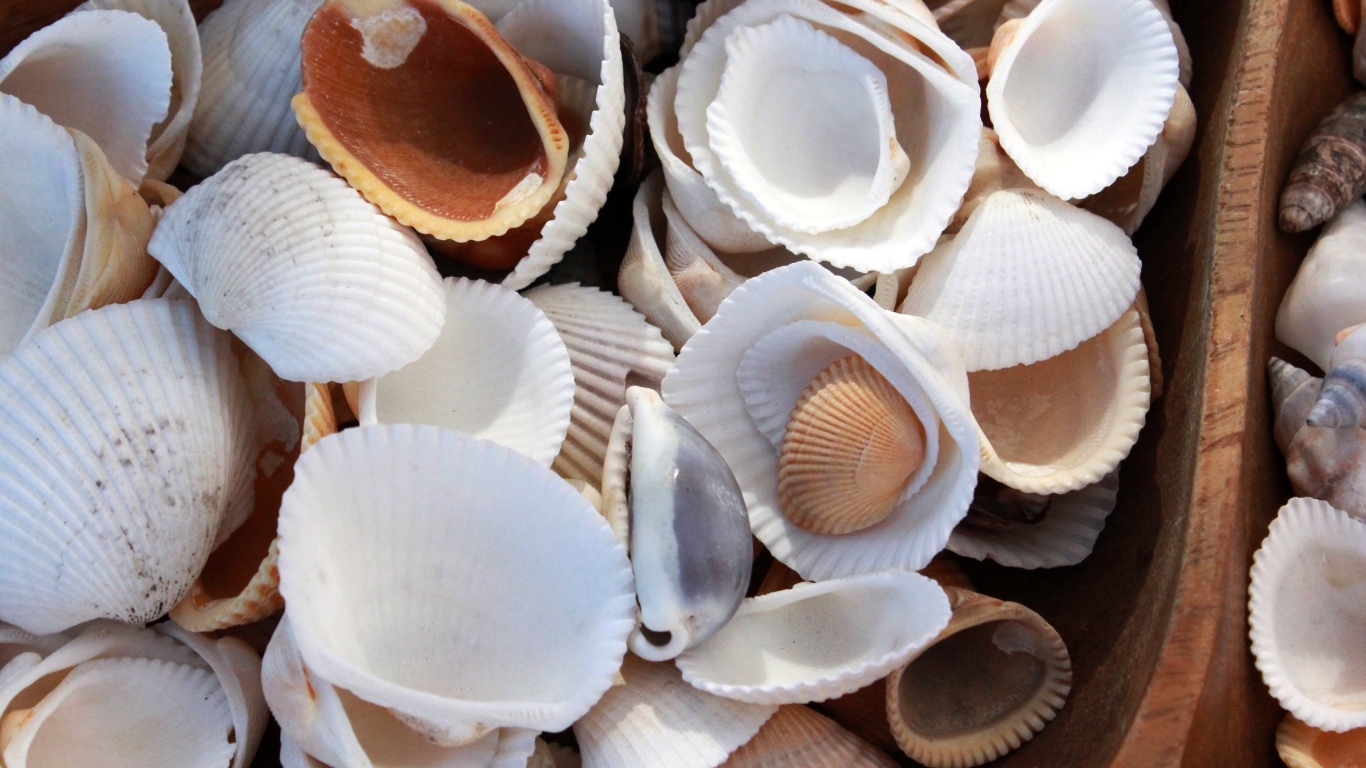 Много морских ракушек крупным планом