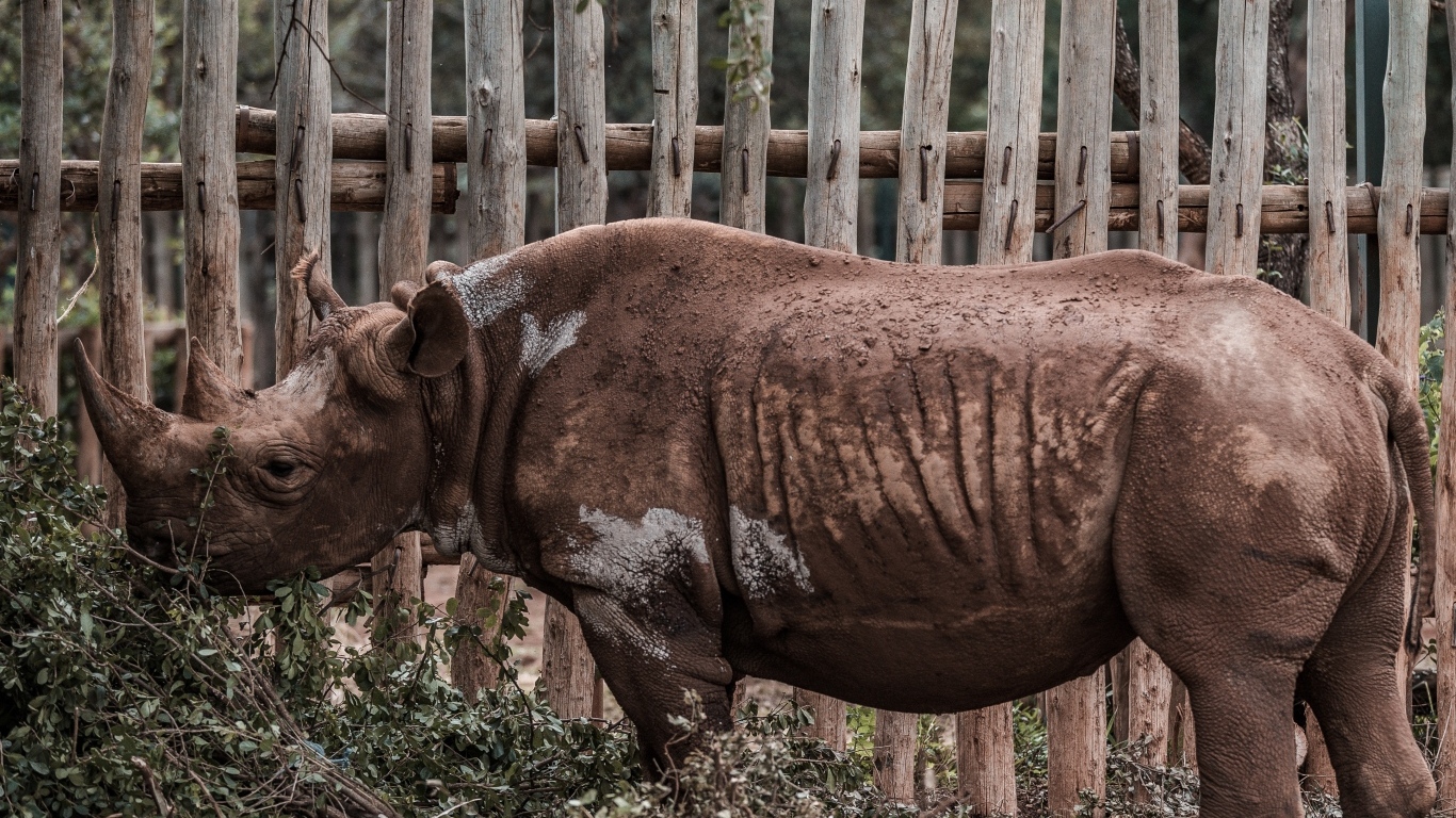 Носорог стоит у забора в зоопарке