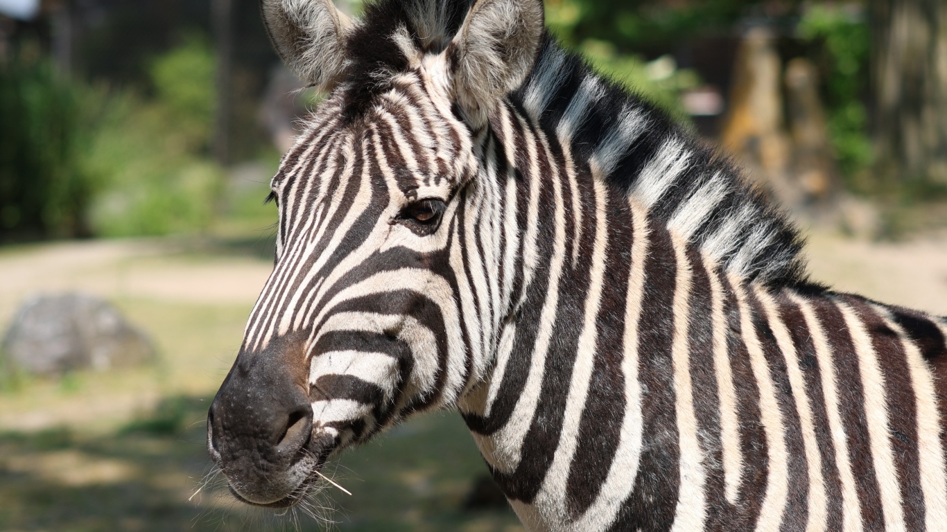 Полосатая зебра с гривой вблизи