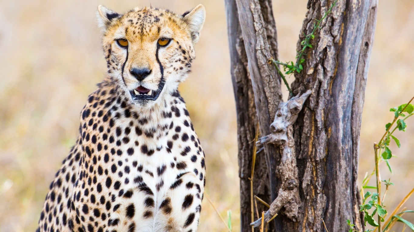 Гепард сидит у старого сухого дерева