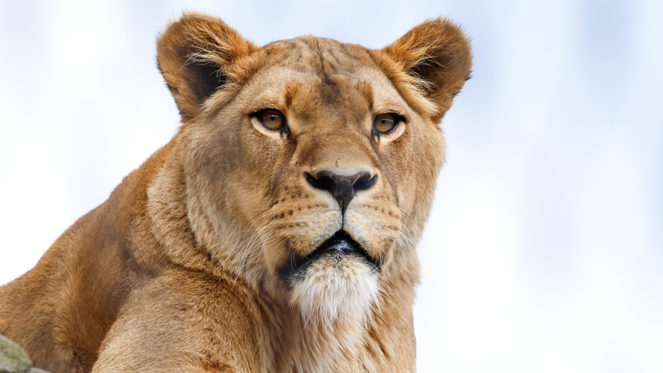 Большая львица на фоне голубого неба