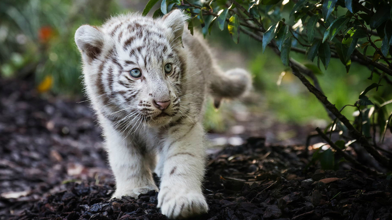 Маленький полосатый белый тигренок 