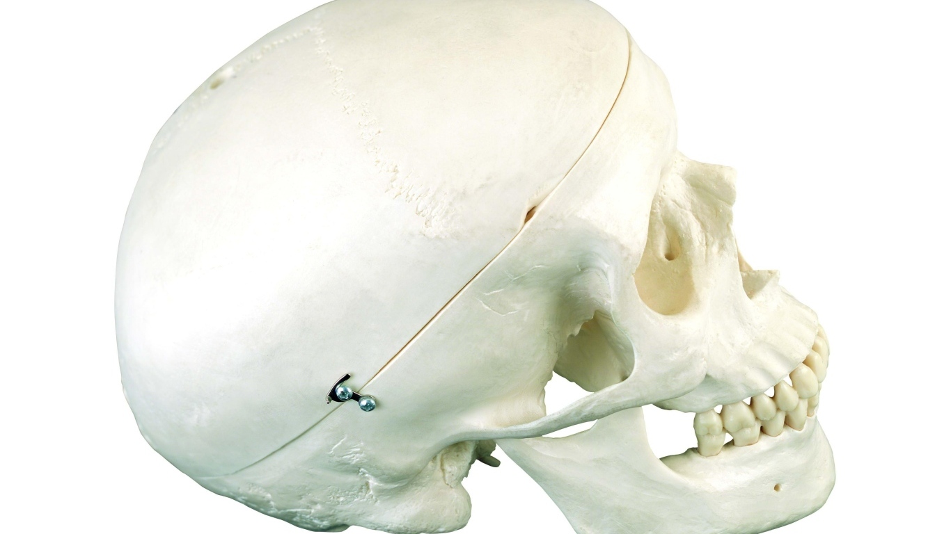 Шкатулка из черепа человека на белом фоне