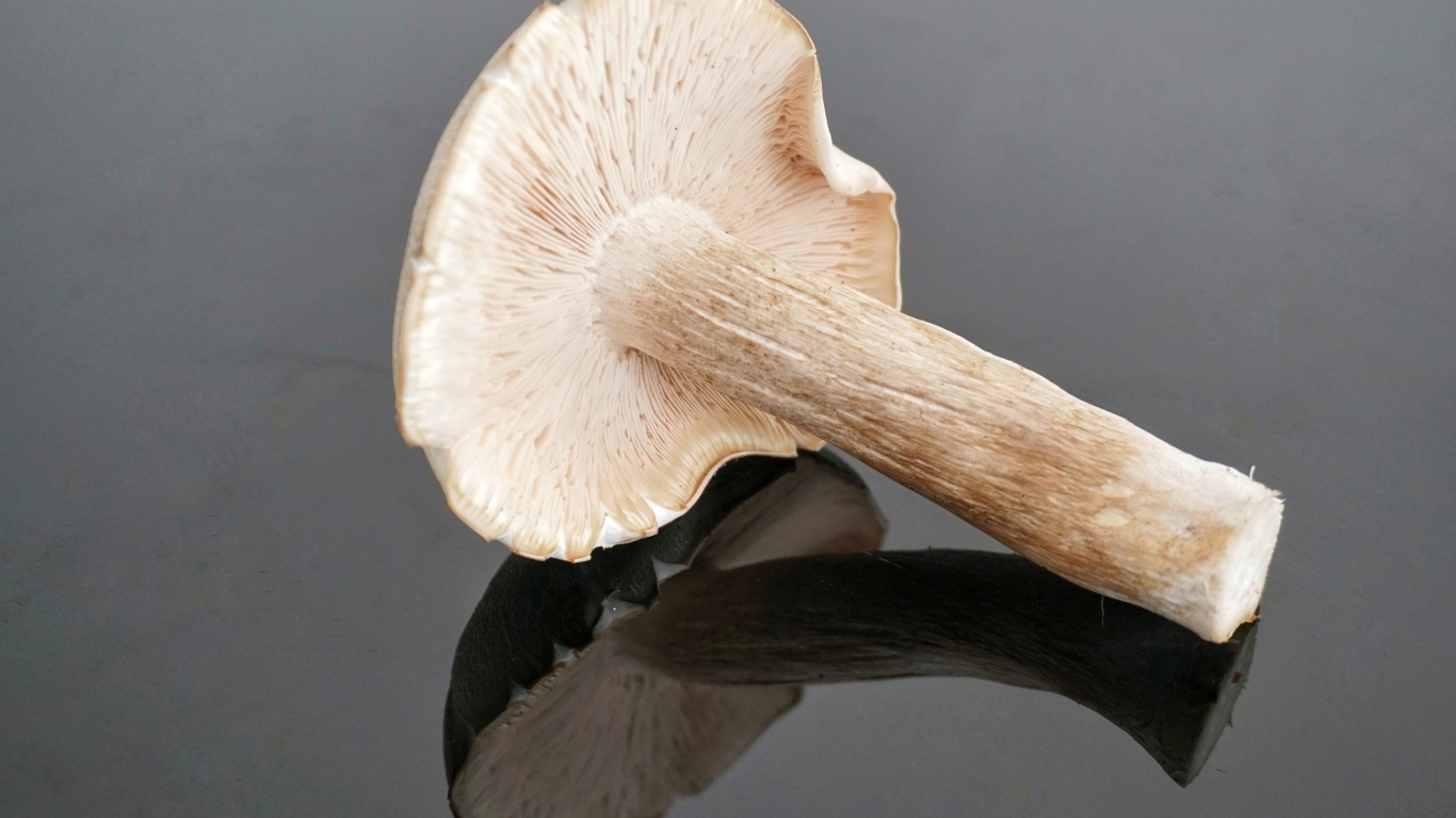 Большой лесной гриб на сером столе