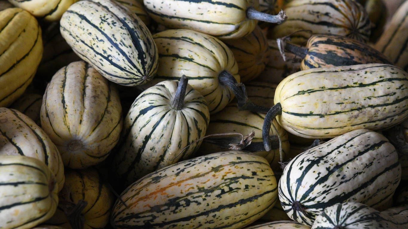 Полосатая маленькая тыква крупным планом