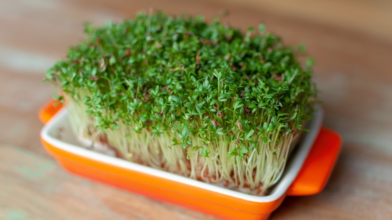 Кресс салат в посуде на столе