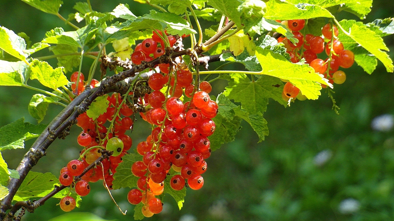 Красная спелая смородина на кусту