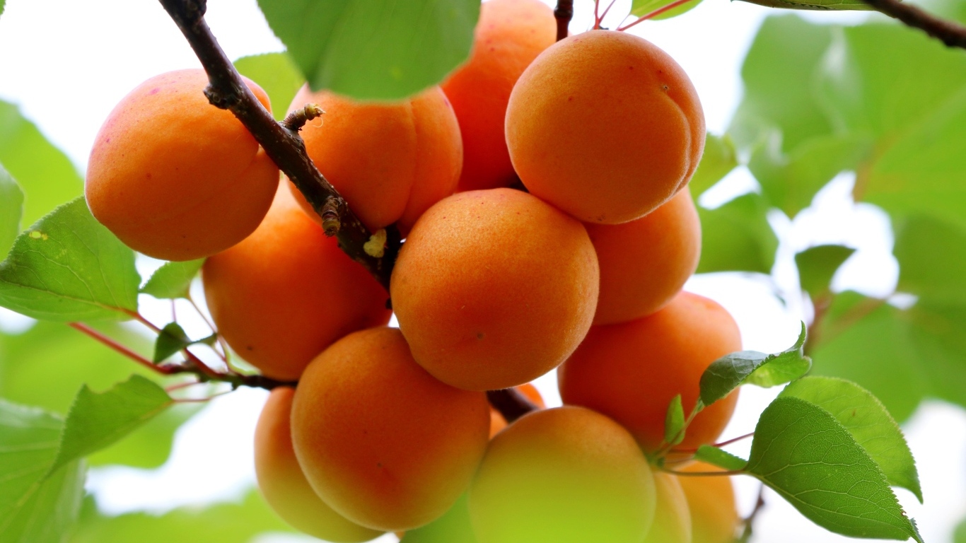 Спелые оранжевые абрикосы на ветке
